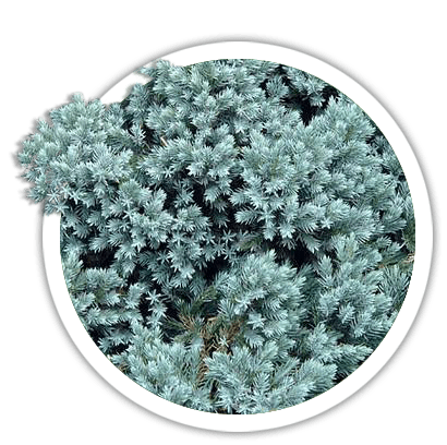 Можжевельник чешуйчатый / Juniperus squamata